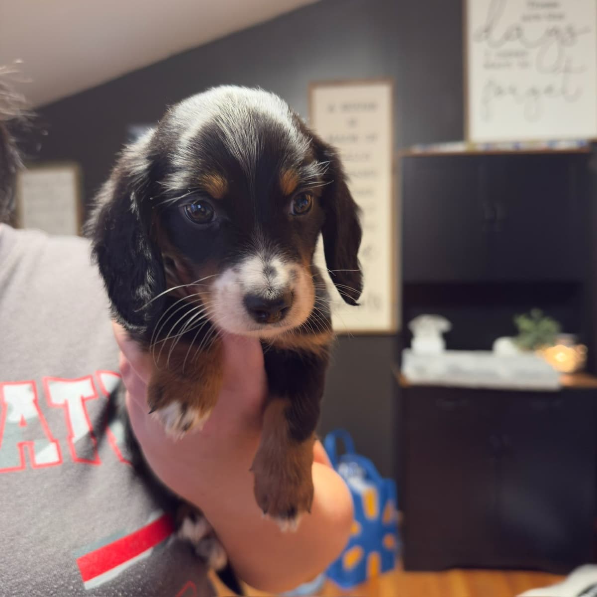 Dachshund Puppies breeder image 2