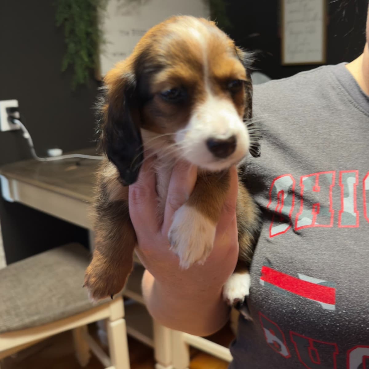 Dachshund Puppies breeder image 3