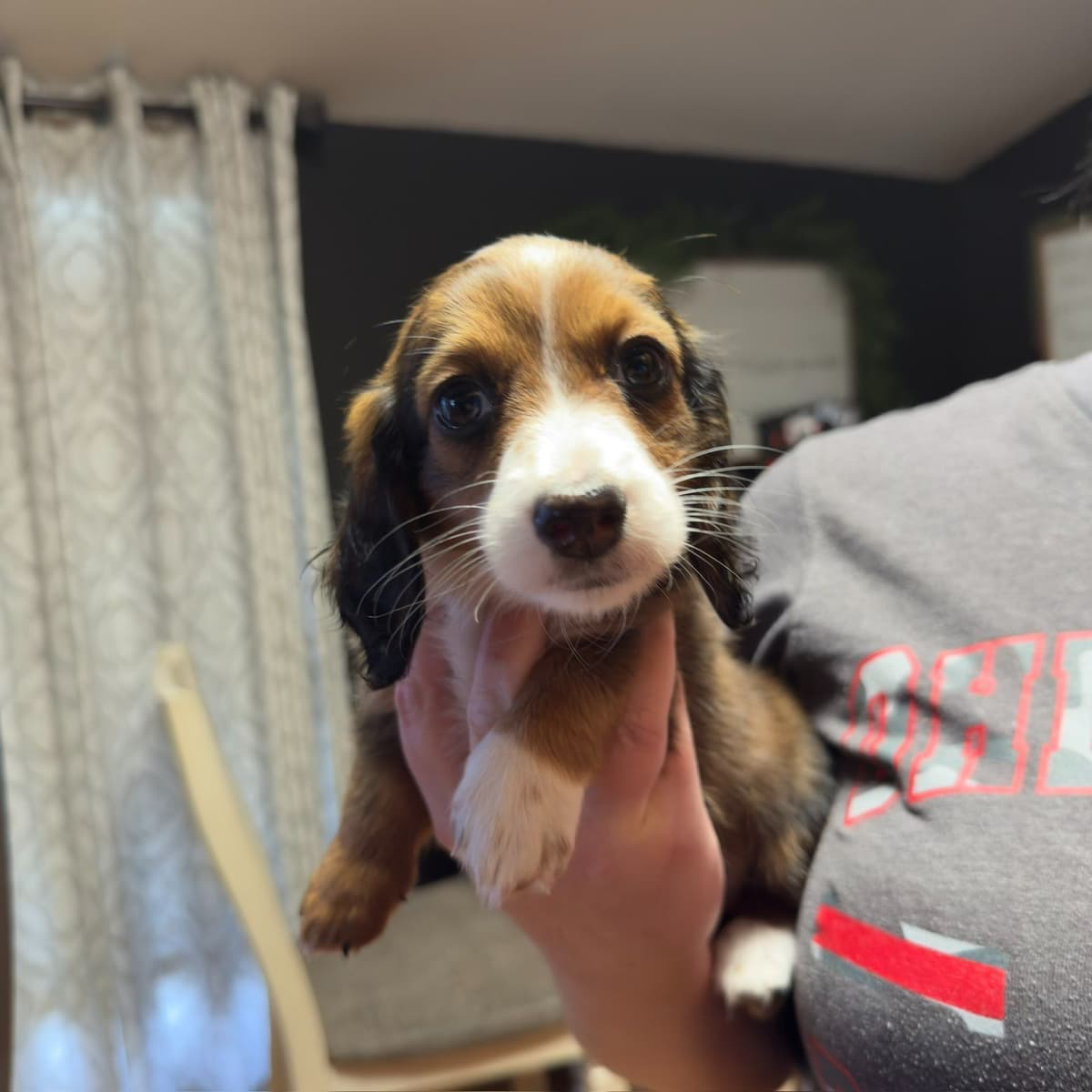 Dachshund Puppies breeder image 4