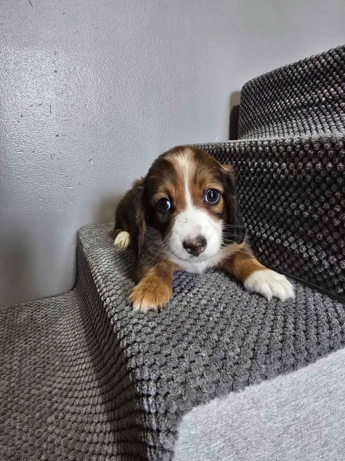 Dachshund Puppies breeder image 5