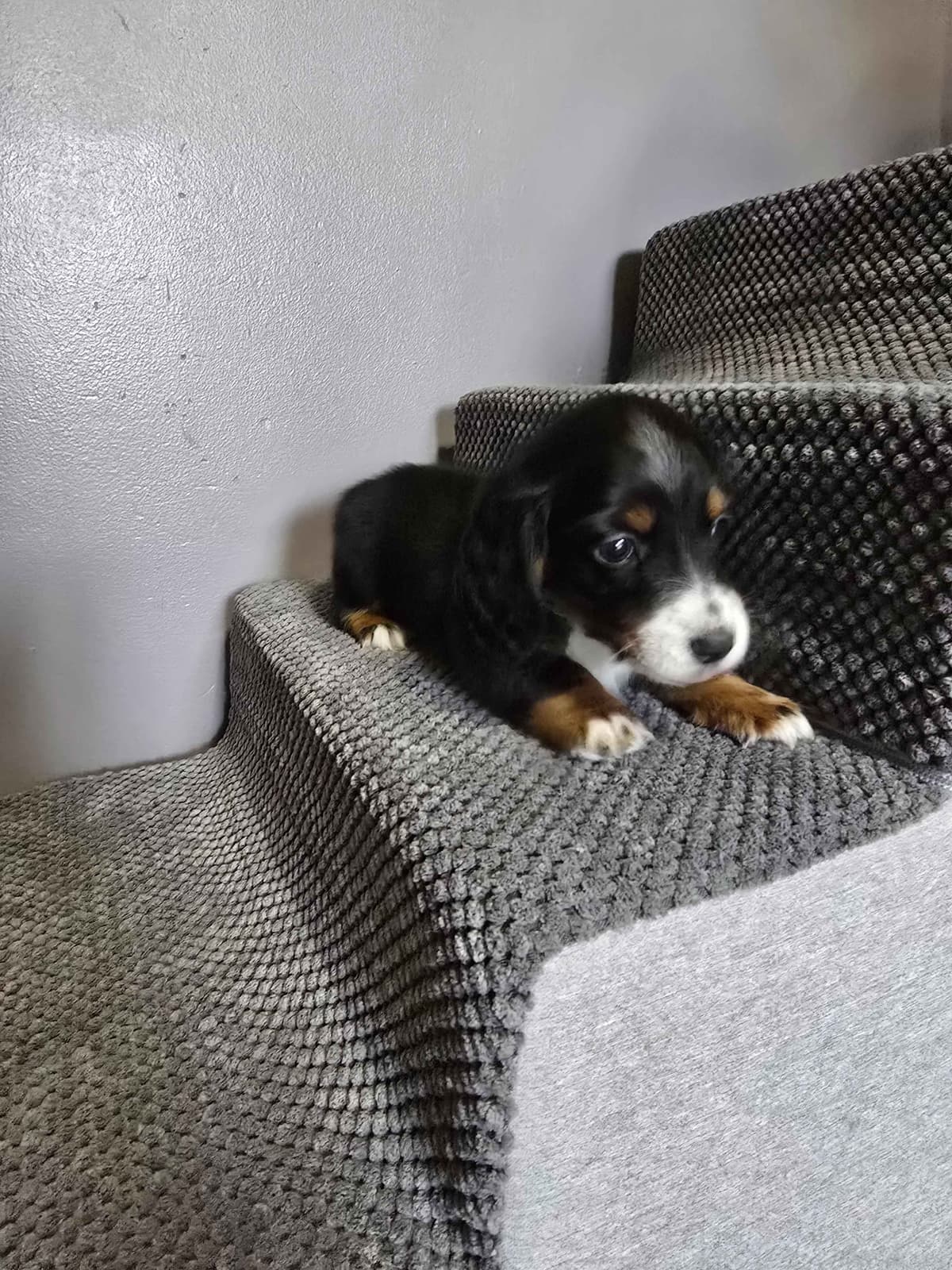 Dachshund Puppies breeder image 6