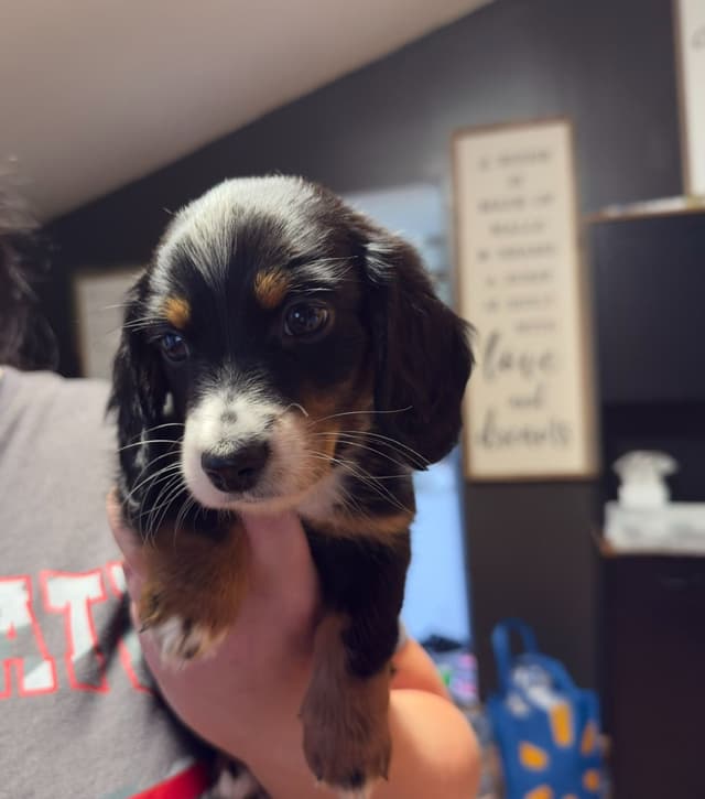 Dachshund Puppies media 2