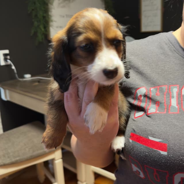 Dachshund Puppies media 5