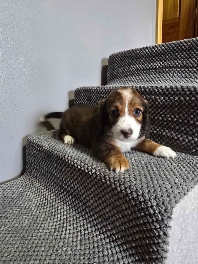 Dachshund Puppies media 6