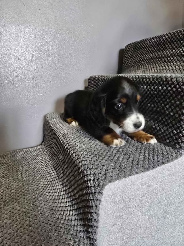 Dachshund Puppies media 7