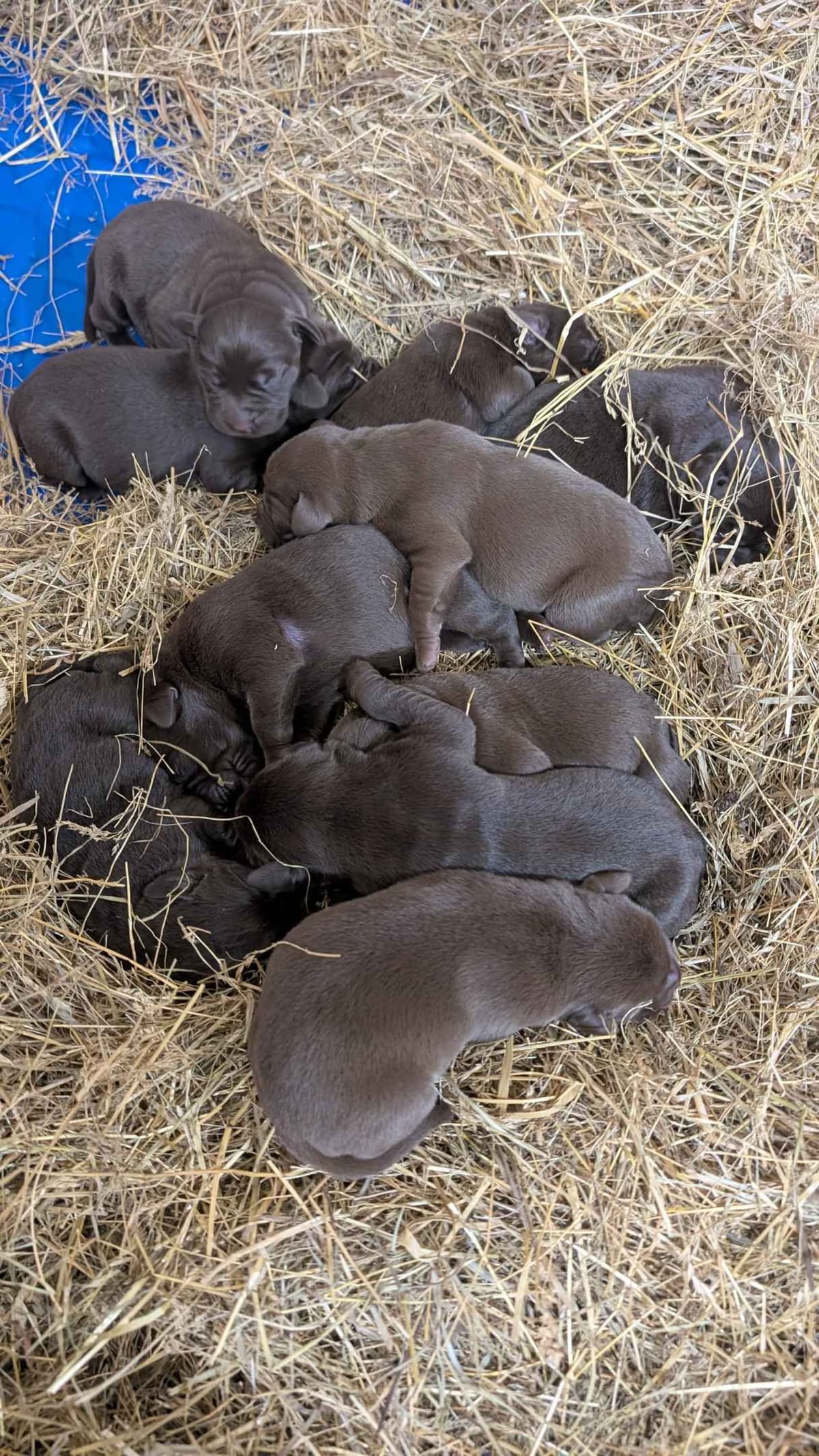 Labrador Retriever Puppies breeder image 2