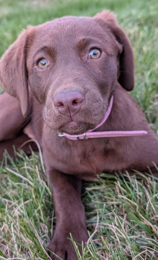Labrador Retriever Puppies media 3