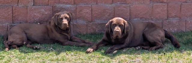 Labrador Retriever Puppies media 5