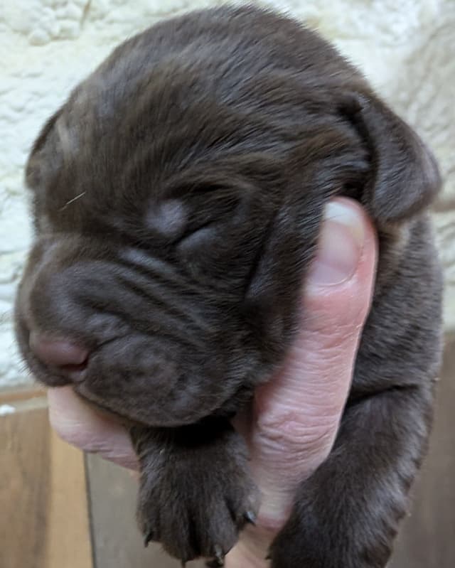 Labrador Retriever Puppies media 2