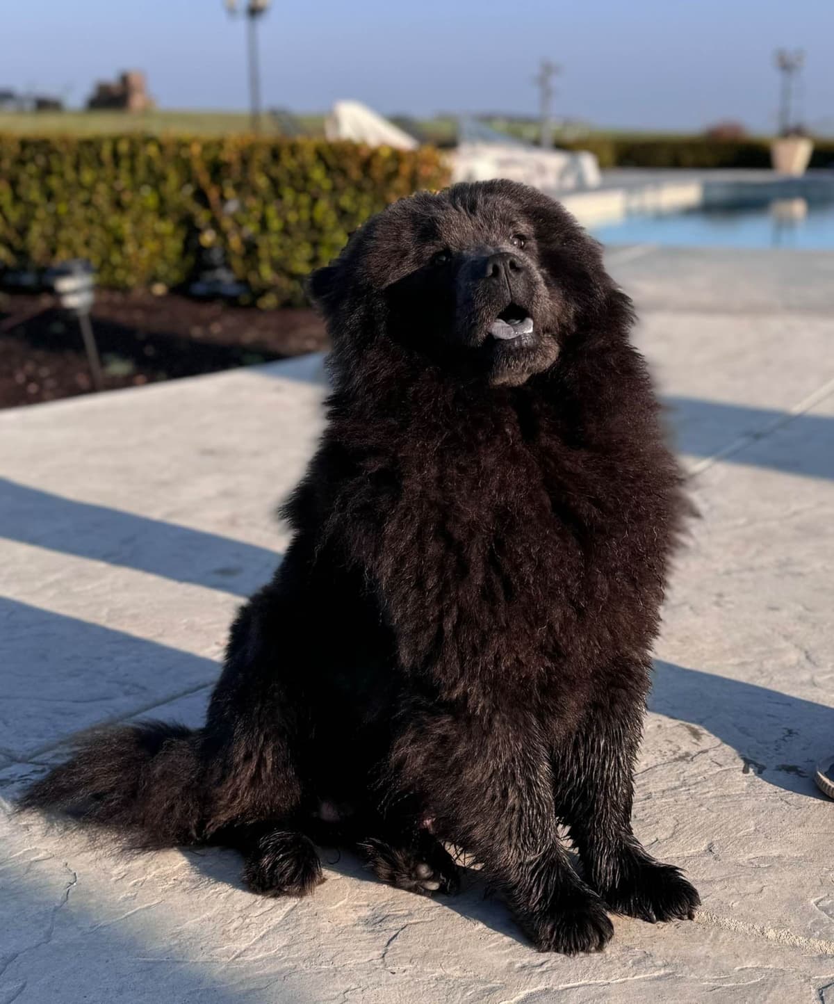 Chow Chow Puppies breeder image 6