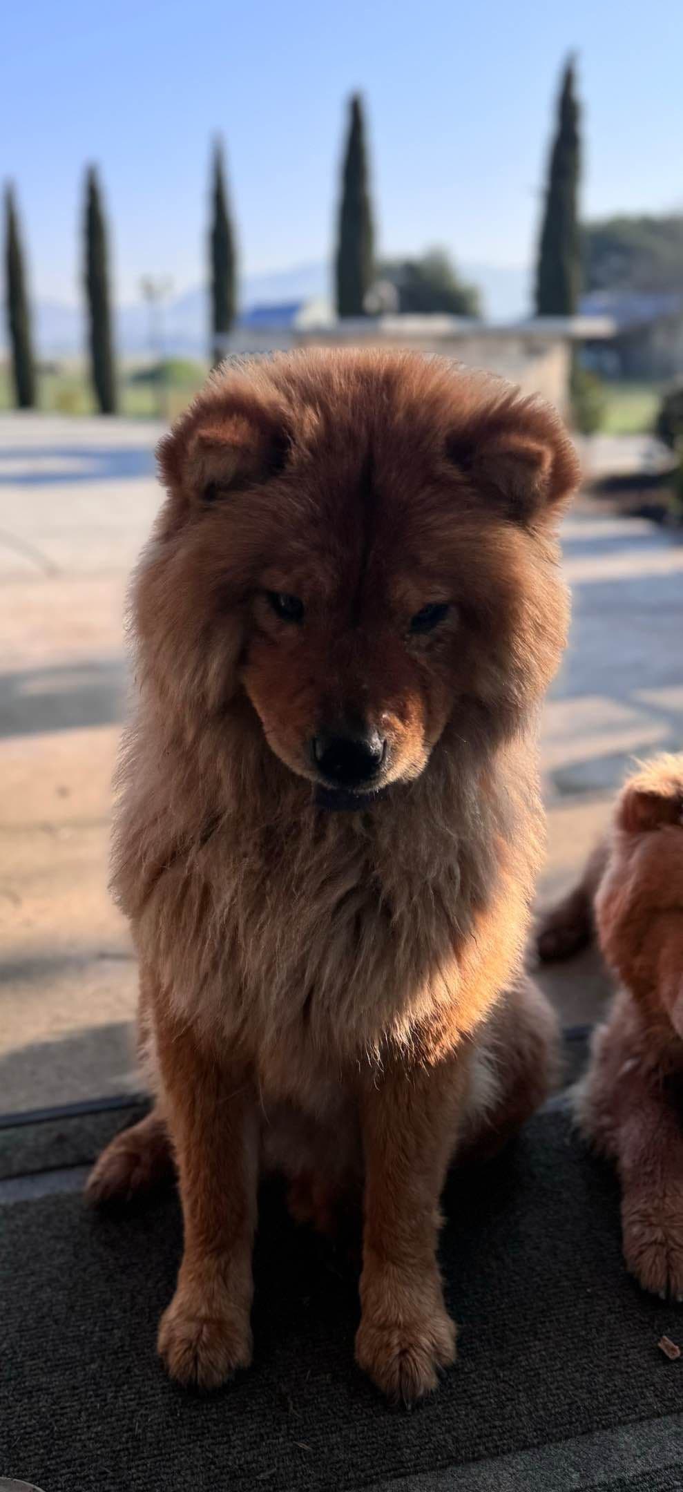 Chow Chow Puppies breeder image 4