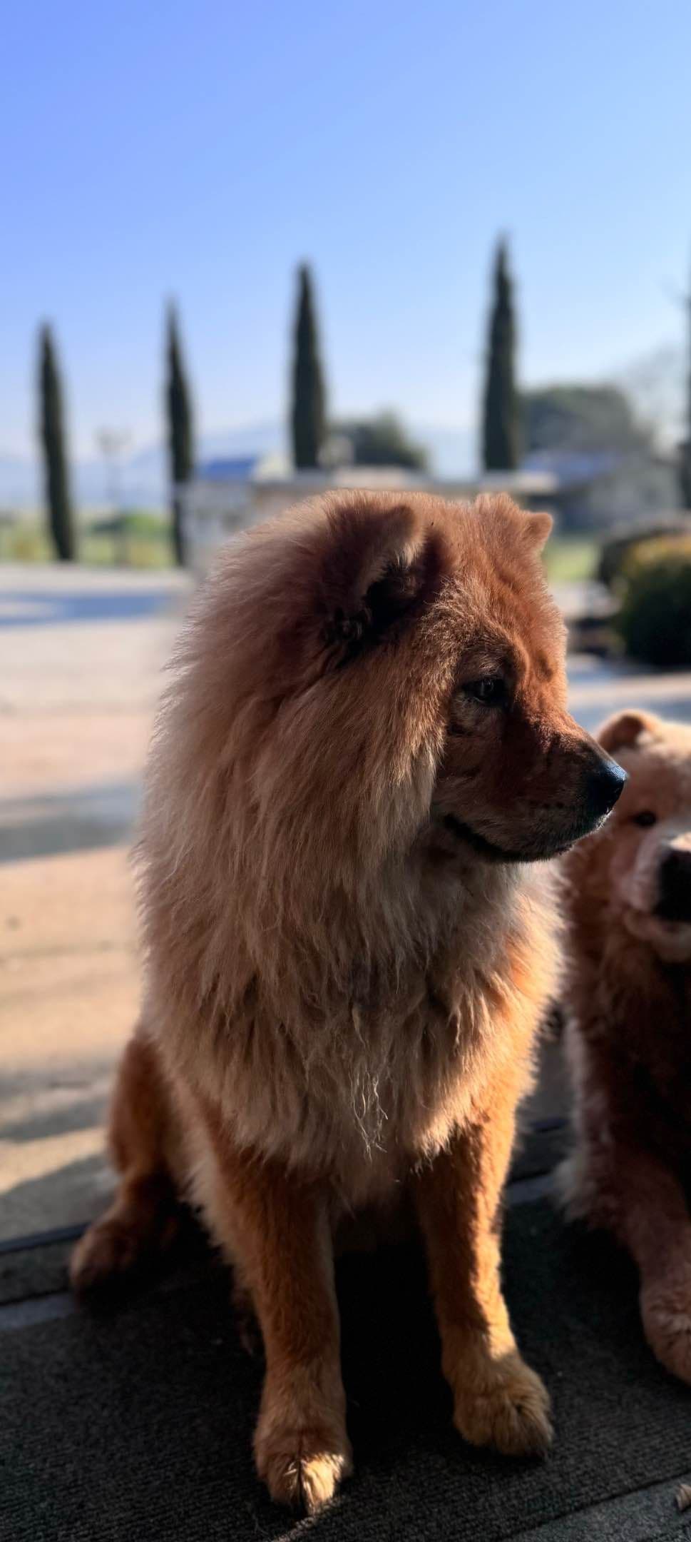 Chow Chow Puppies breeder image 5