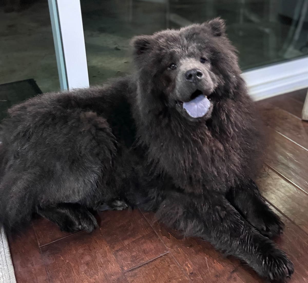 Chow Chow Puppies breeder image 8