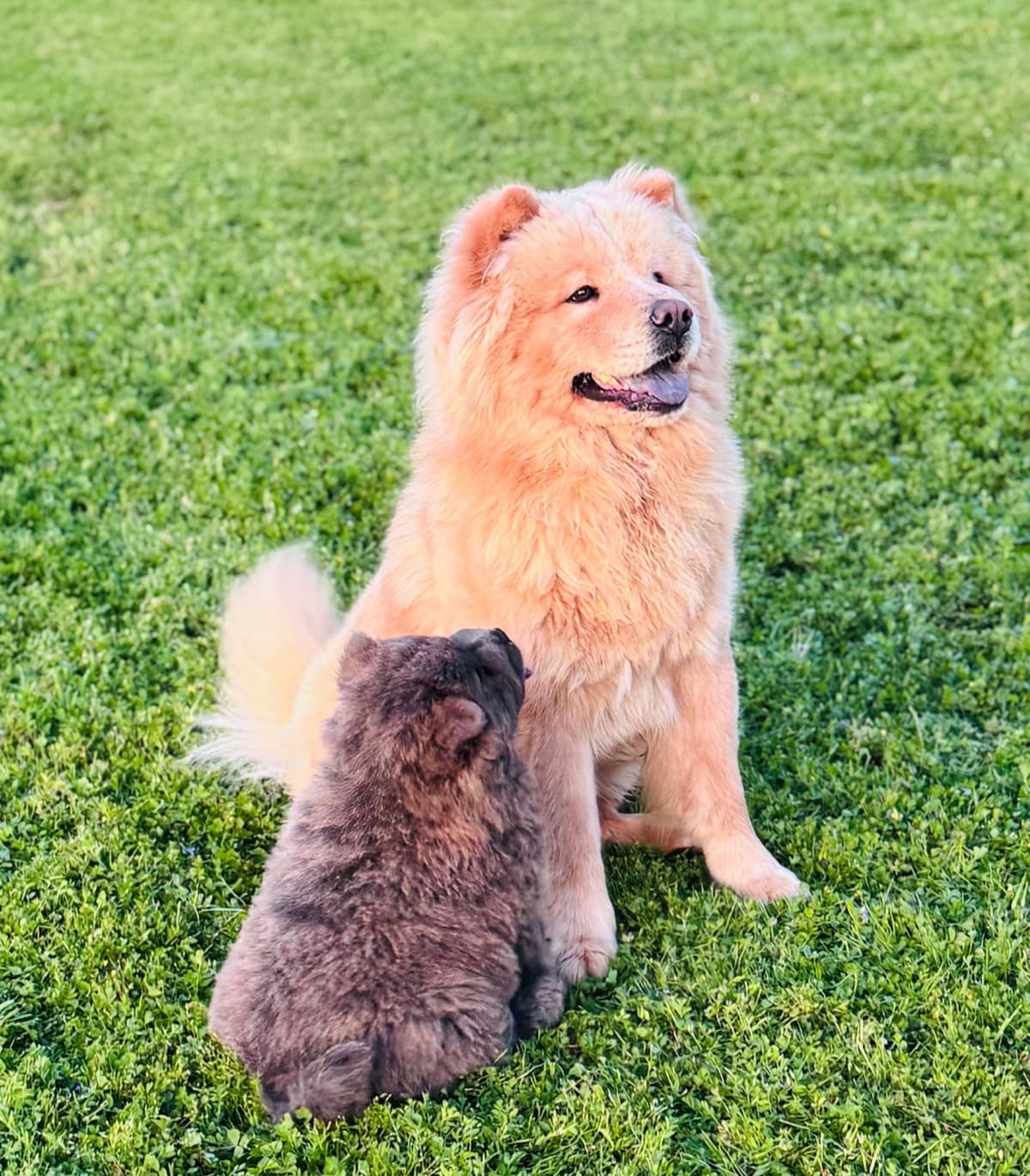 Chow Chow Puppies breeder image 9