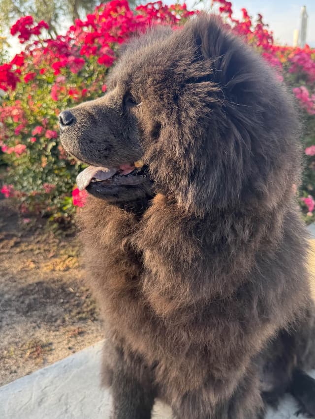 Chow Chow Puppies media 2