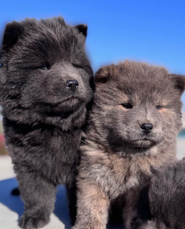 Chow Chow Puppies media 3