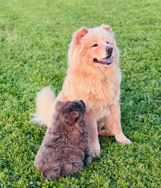 Chow Chow Puppies media 4