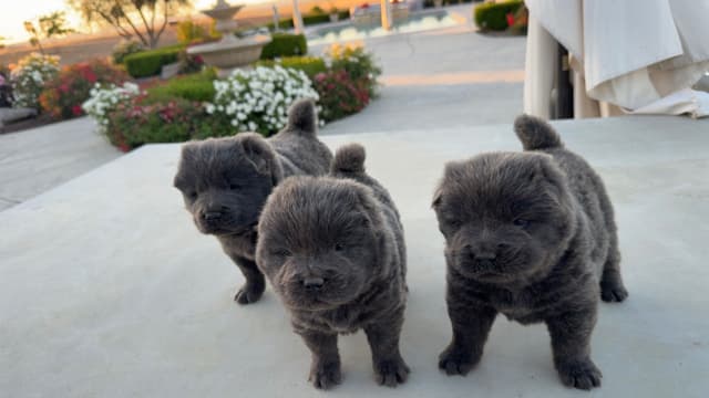 Chow Chow Puppies media 5