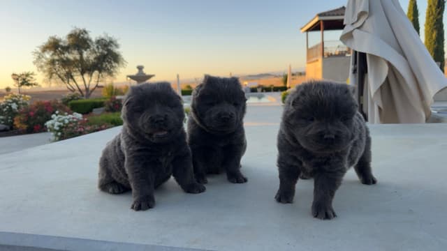 Chow Chow Puppies media 6
