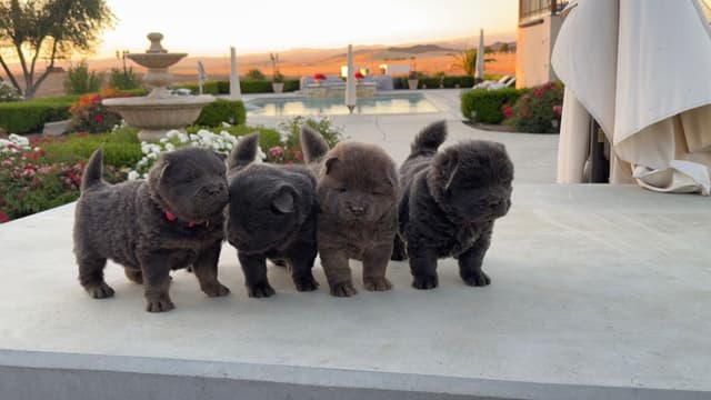 Chow Chow Puppies media 8