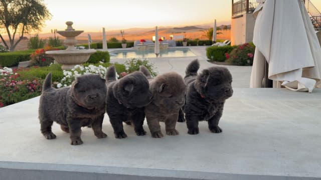 Chow Chow Puppies media 9