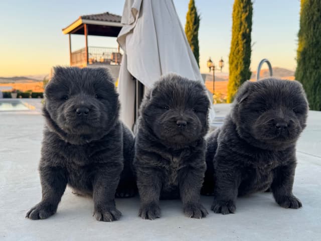 Chow Chow Puppies media 10