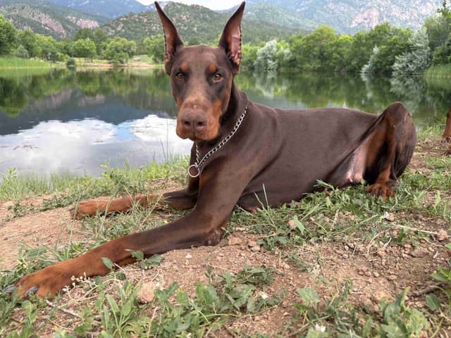 Doberman Pinscher Puppies media 2