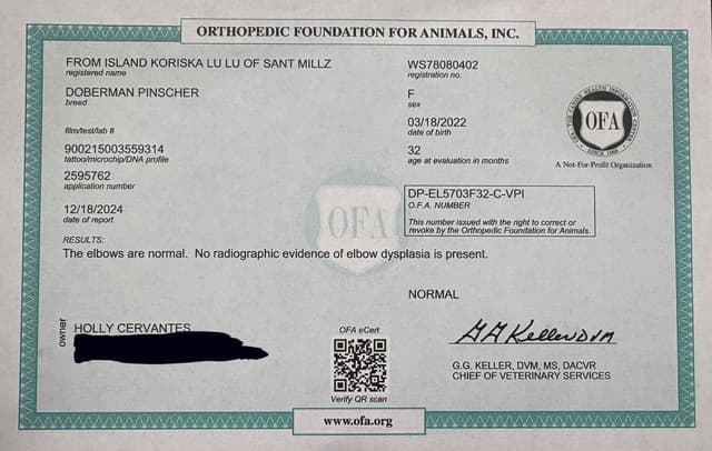 Doberman Pinscher Puppies media 6