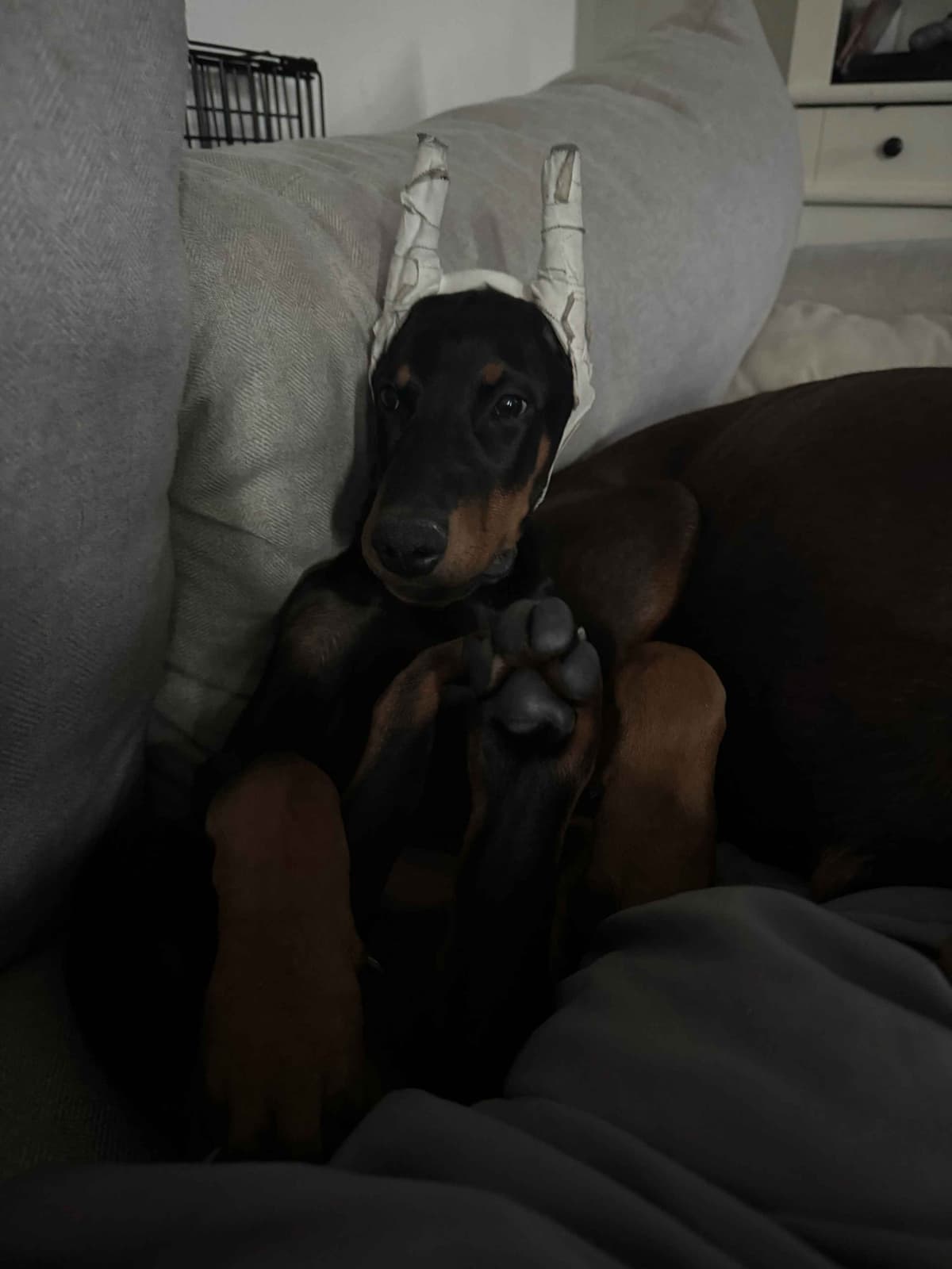 Doberman Pinscher Puppies breeder image 7