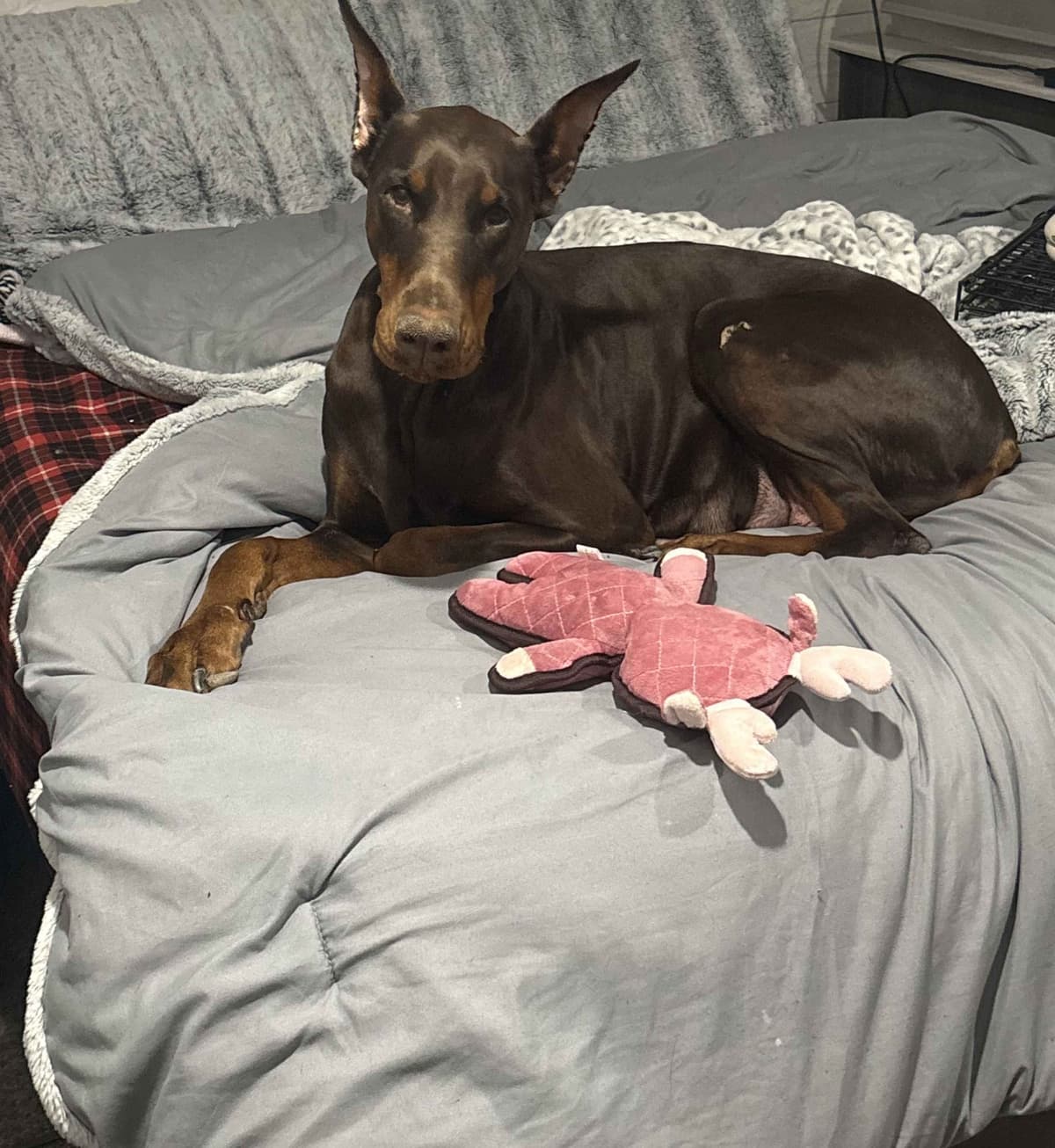 Doberman Pinscher Puppies breeder image 17