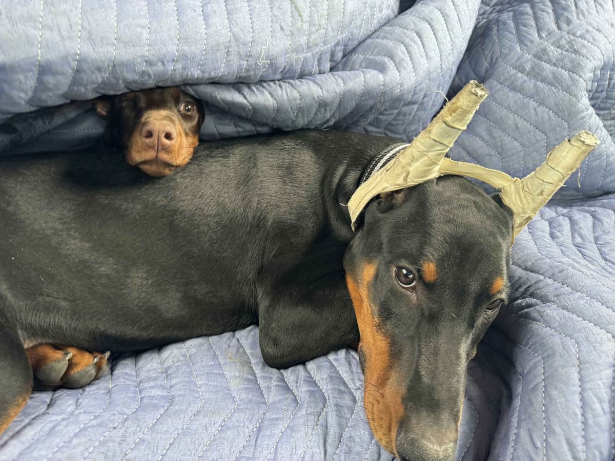 Doberman Pinscher Puppies breeder image 10