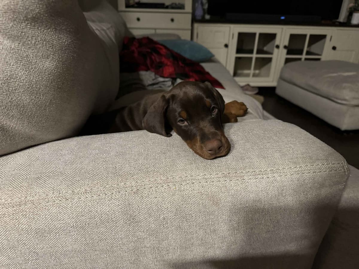 Doberman Pinscher Puppies breeder image 12