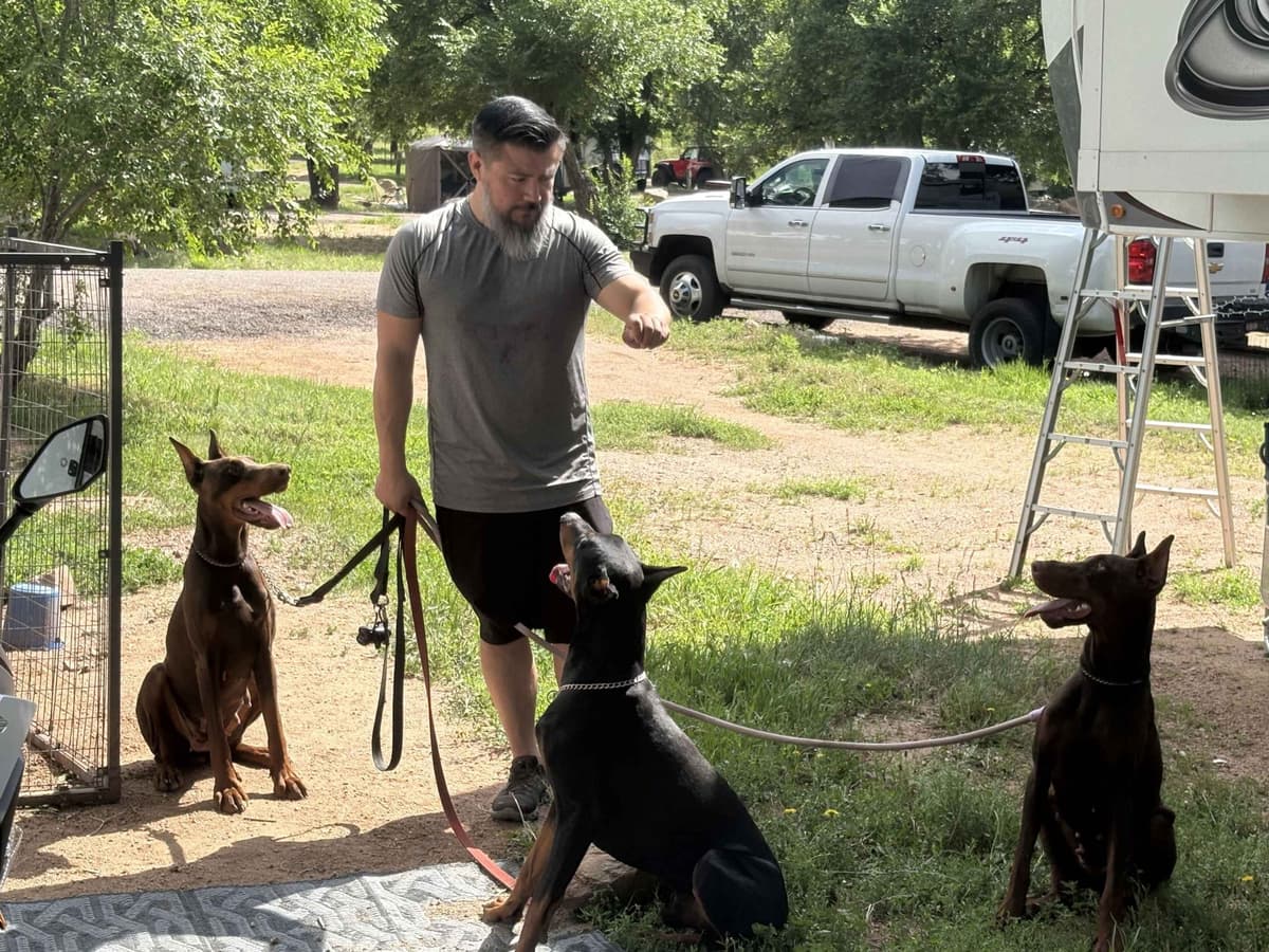 Doberman Pinscher Puppies breeder image 18