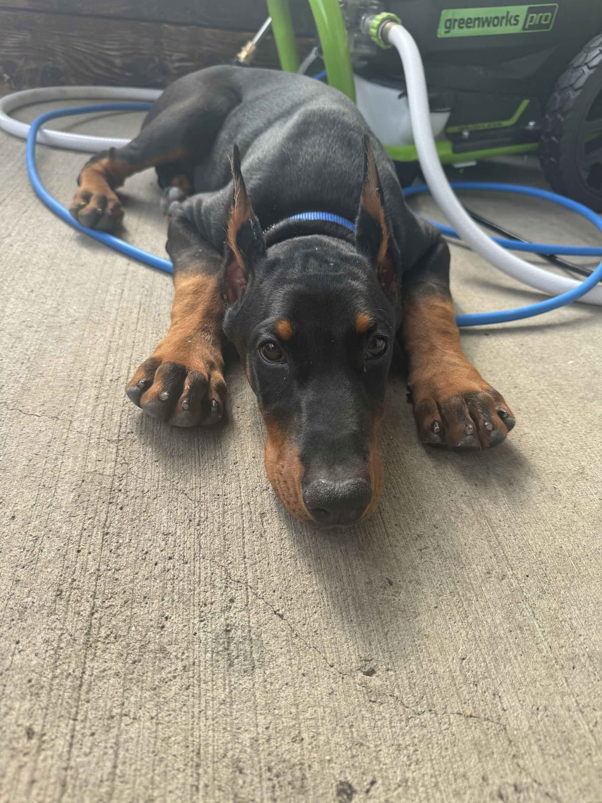 Doberman Pinscher Puppies breeder image 9
