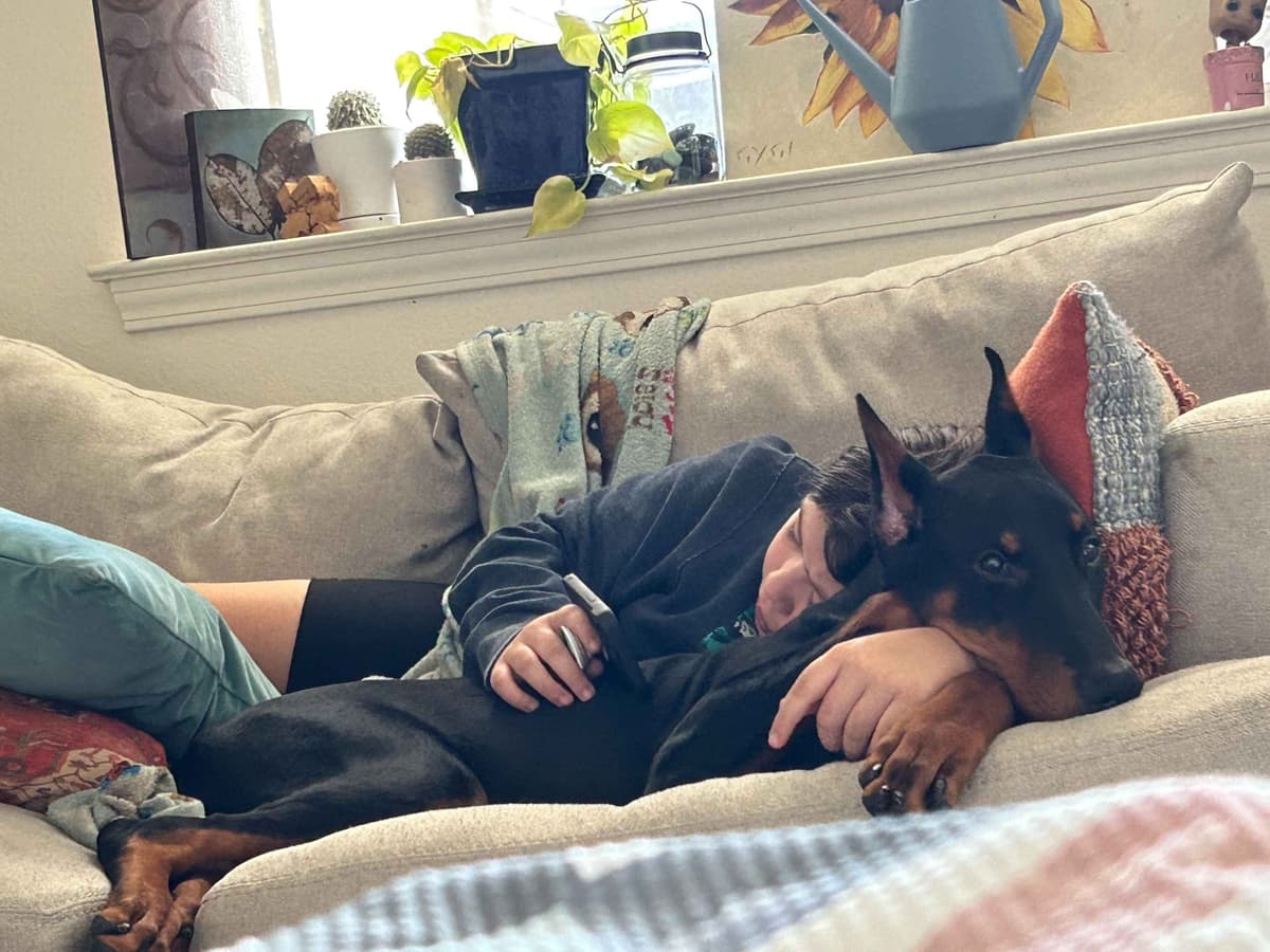 Doberman Pinscher Puppies breeder image 19