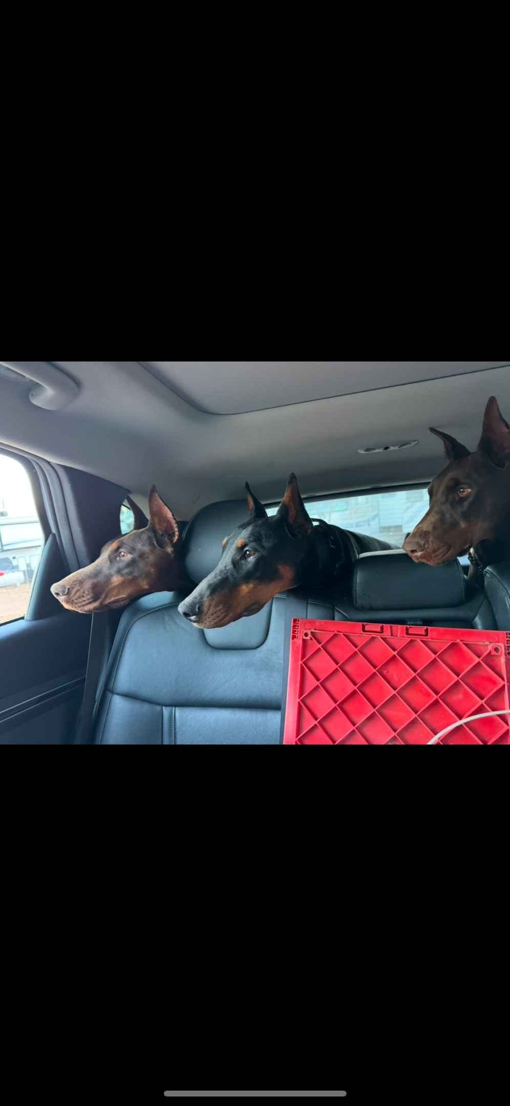 Doberman Pinscher Puppies breeder image 5