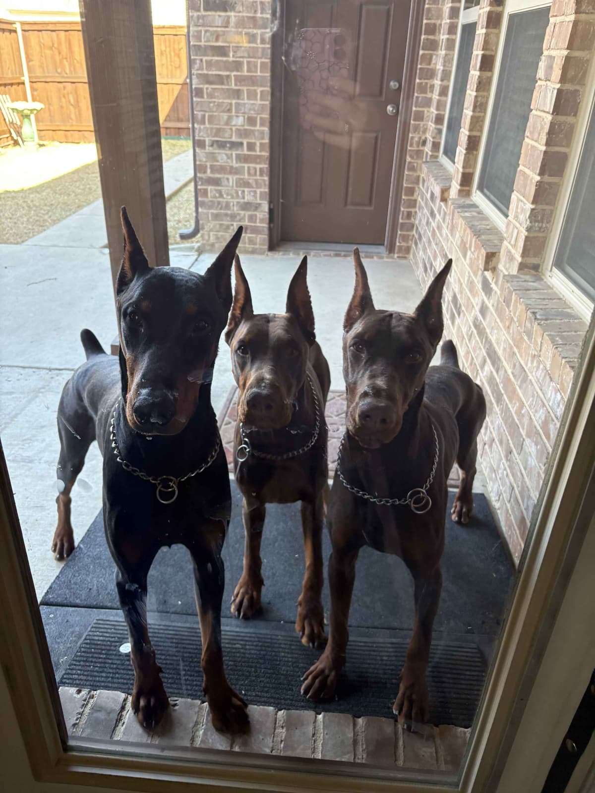 Doberman Pinscher Puppies breeder image 4