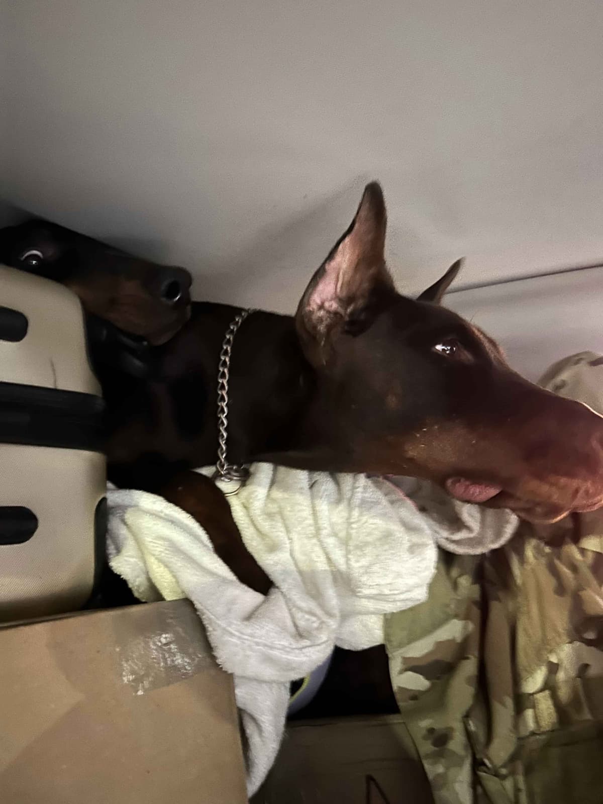 Doberman Pinscher Puppies breeder image 21
