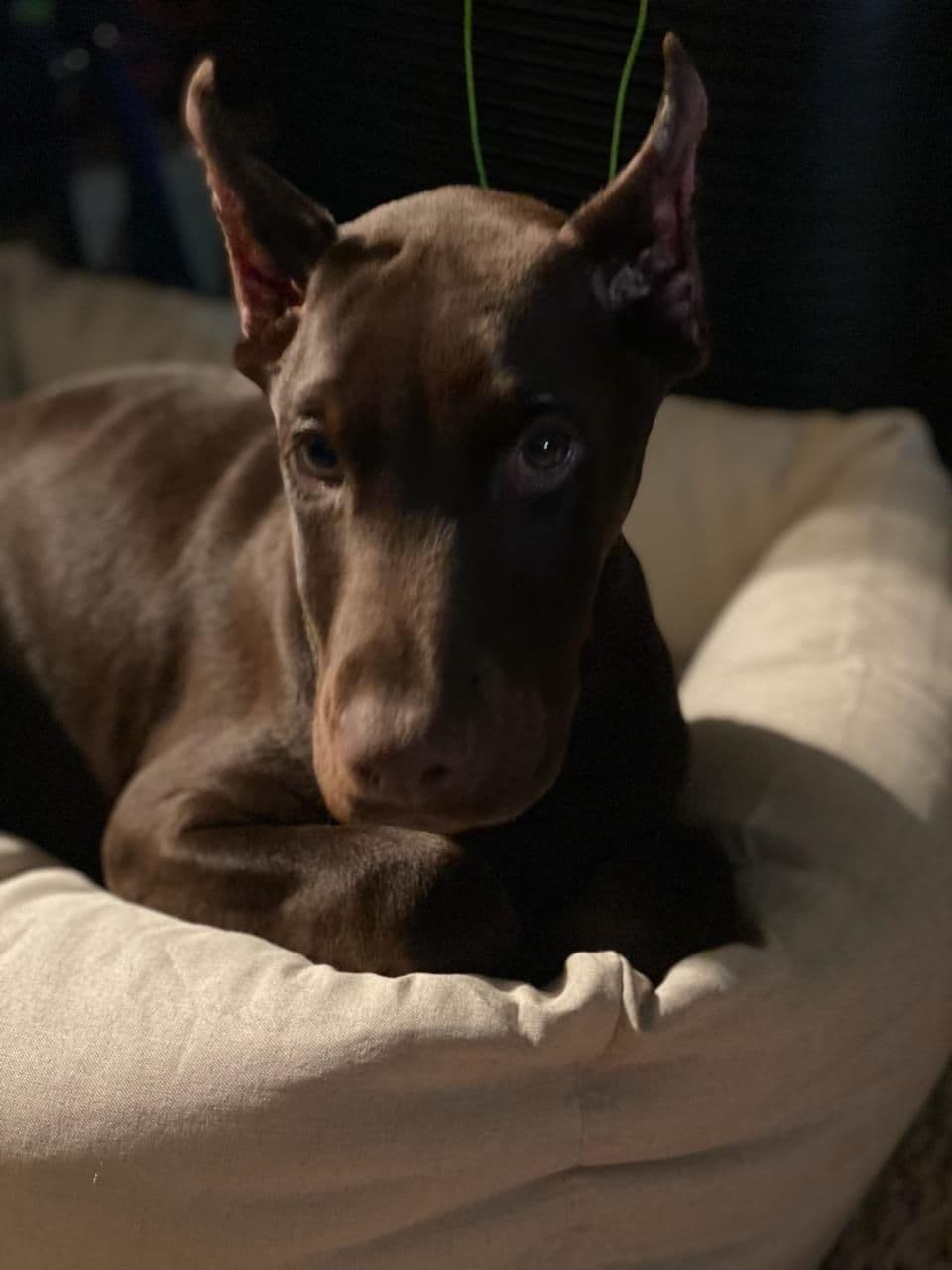 Doberman Pinscher Puppies breeder image 11