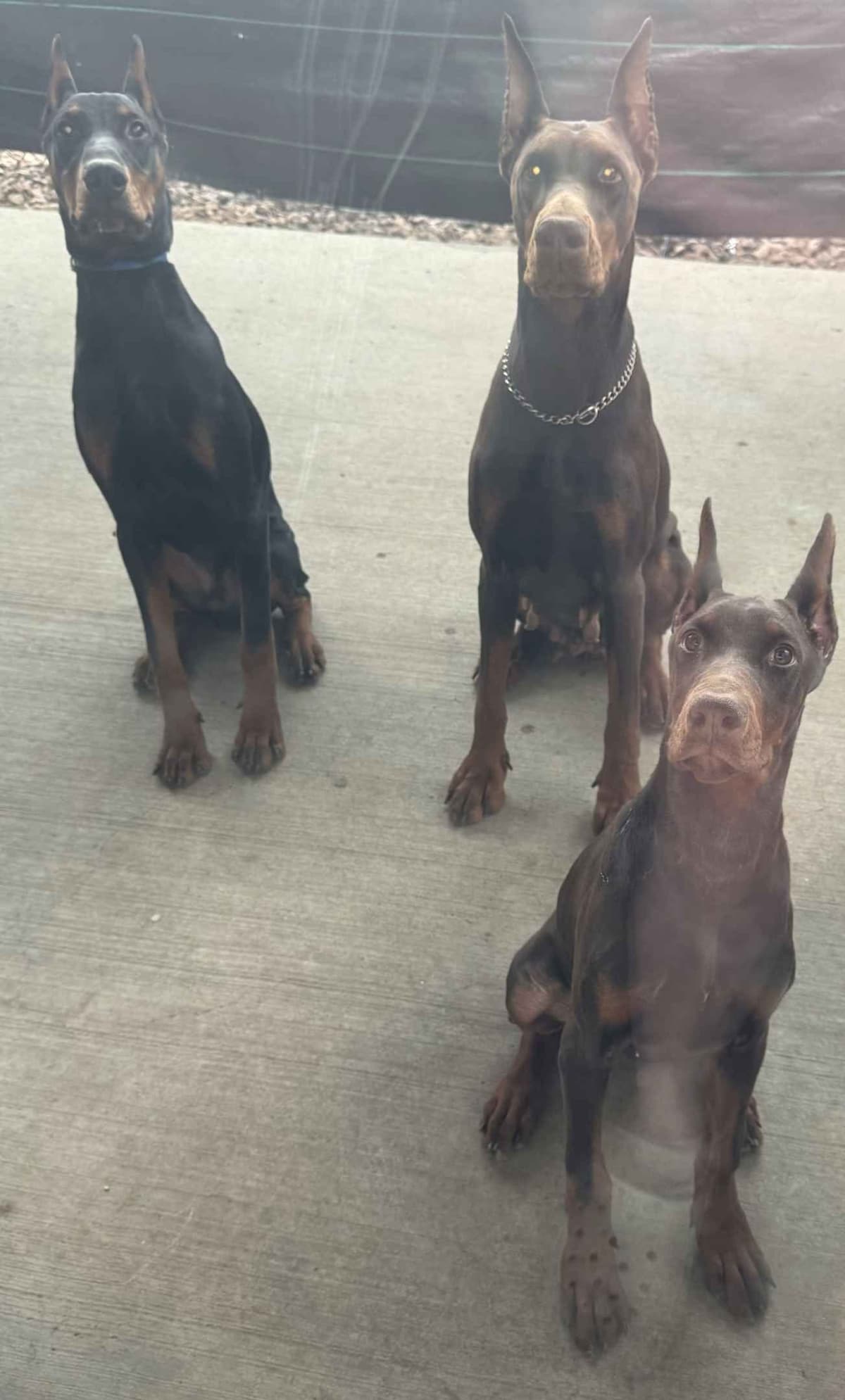 Doberman Pinscher Puppies breeder image 6