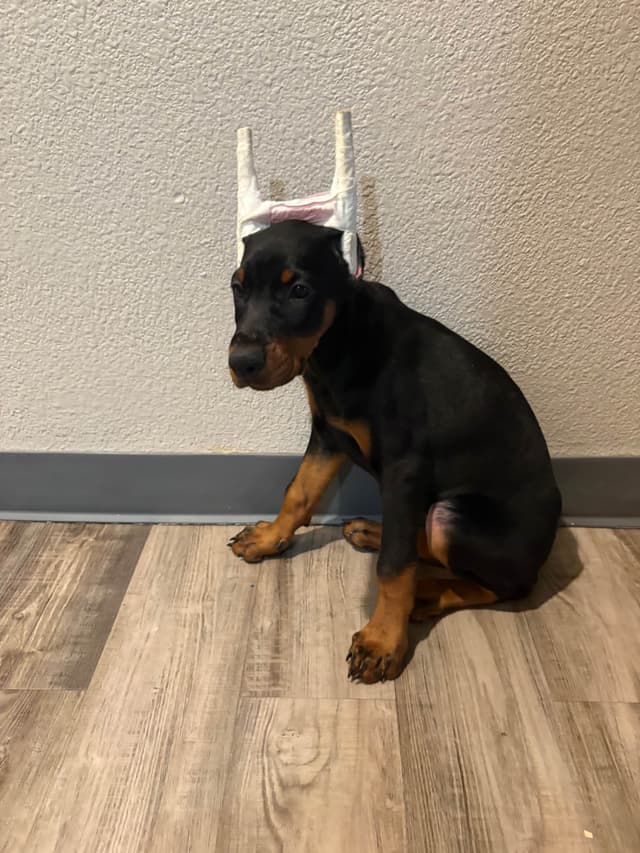 Doberman Pinscher Puppies media 12