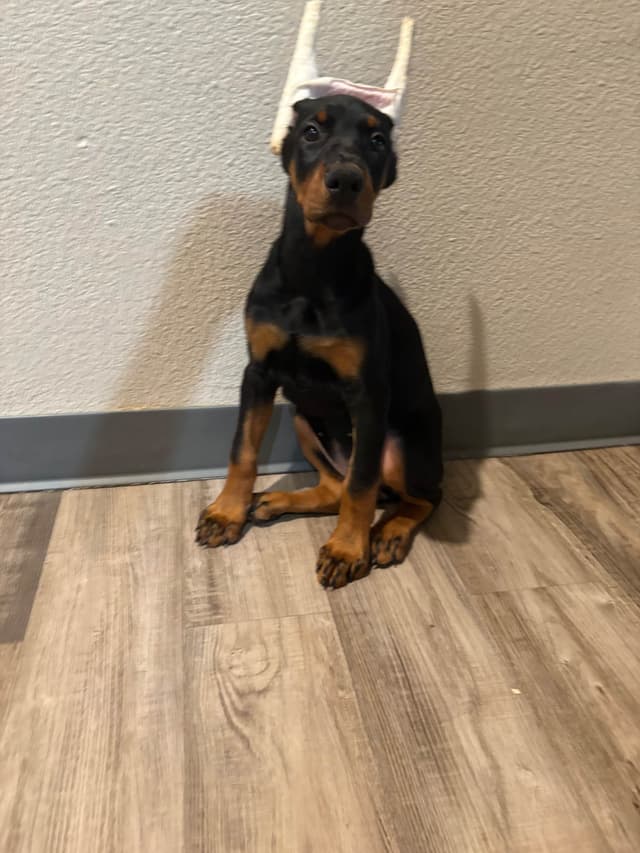 Doberman Pinscher Puppies media 13