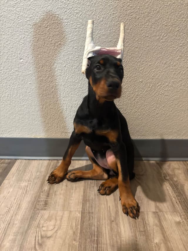 Doberman Pinscher Puppies media 14