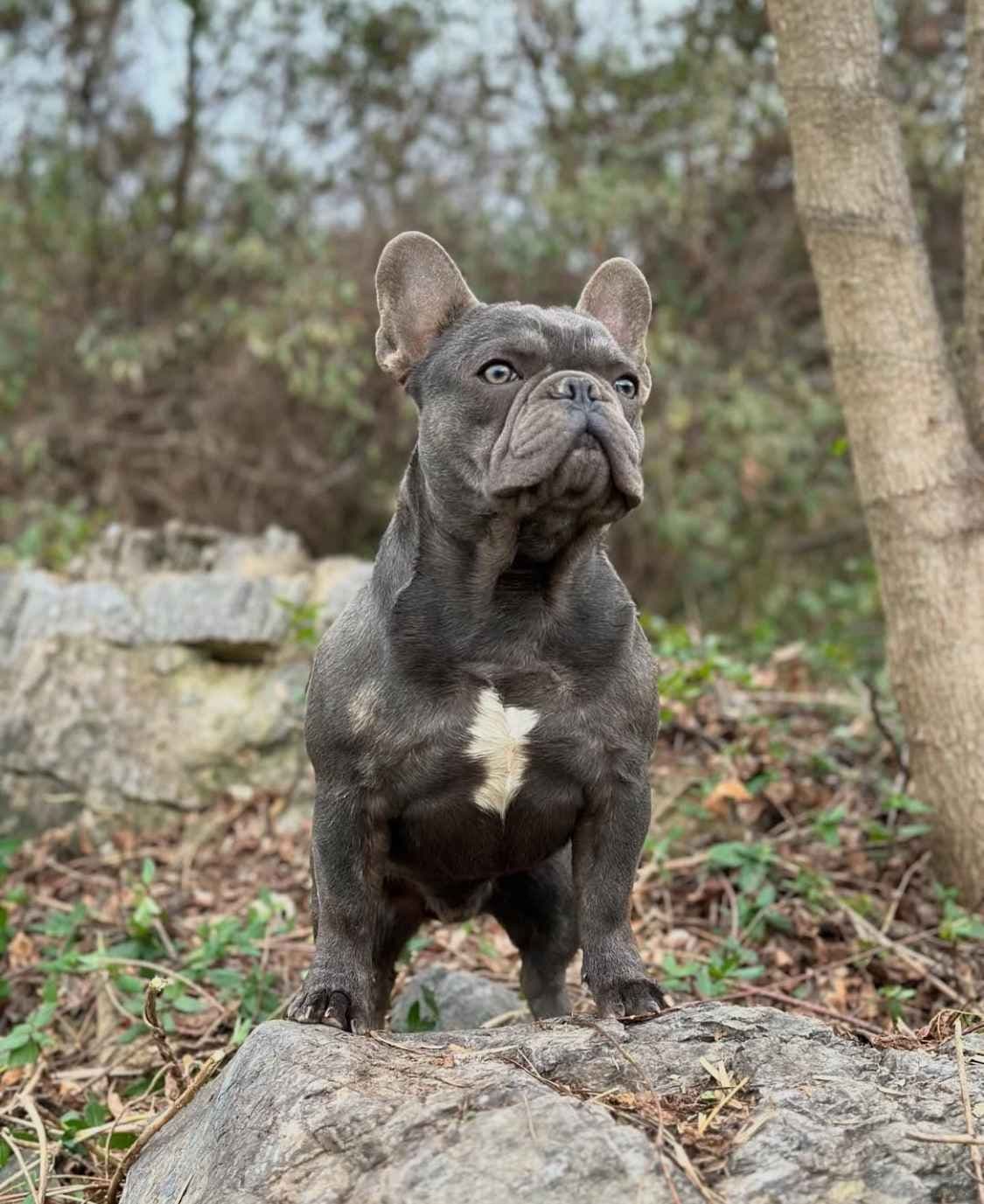French Bulldog Puppies breeder image 2