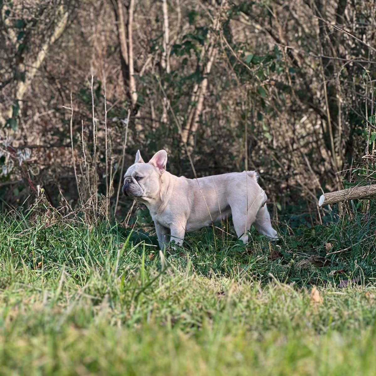 French Bulldog Puppies breeder image 3