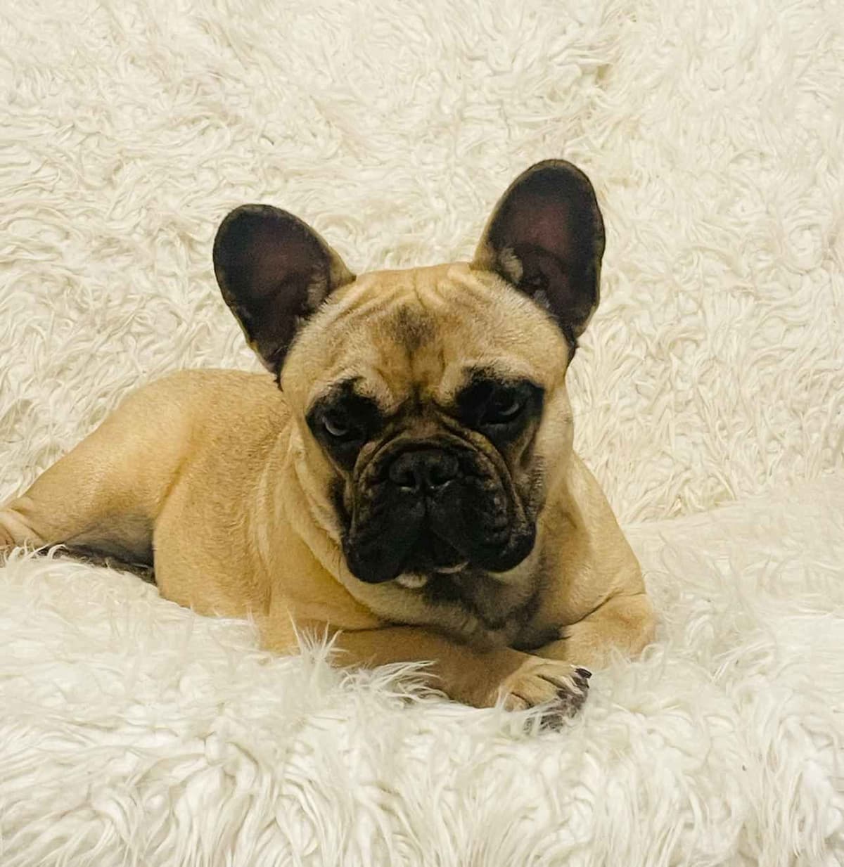 French Bulldog Puppies breeder image 4