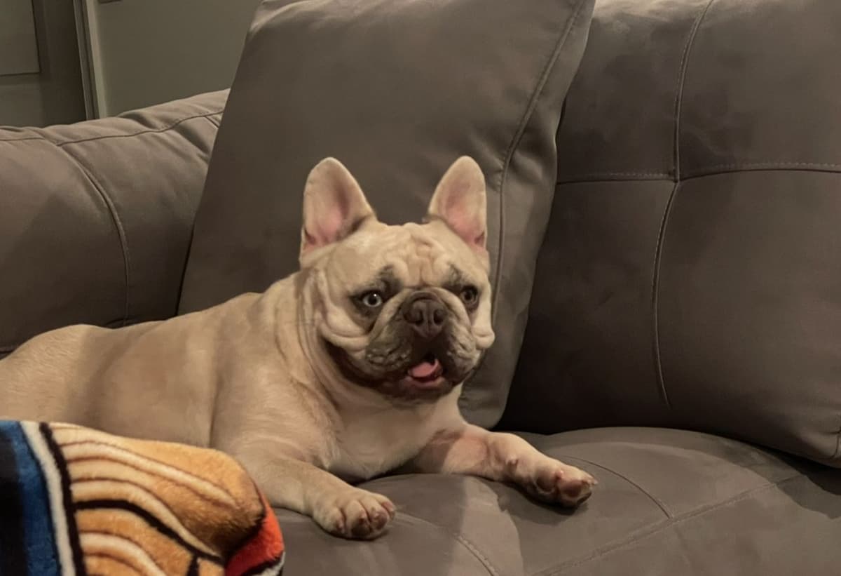 French Bulldog Puppies breeder image 5