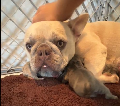 French Bulldog Puppies media 6