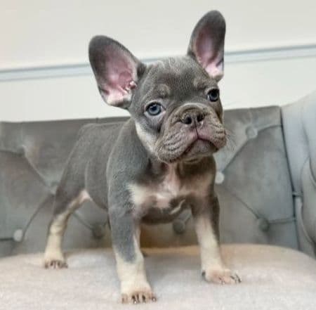 French Bulldog Puppies breeder image 1