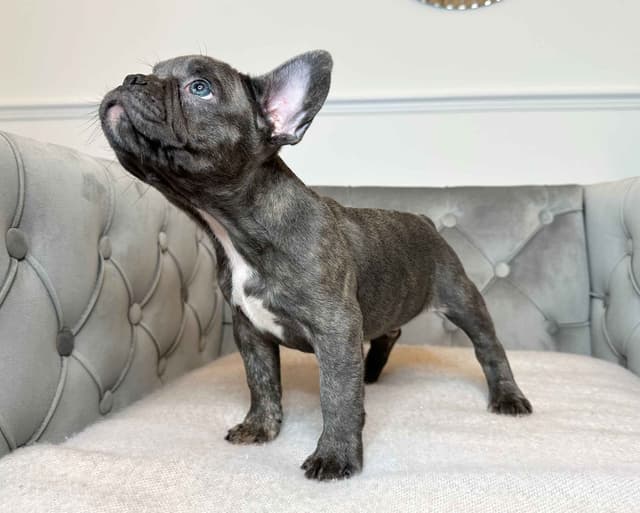 French Bulldog Puppies media 2